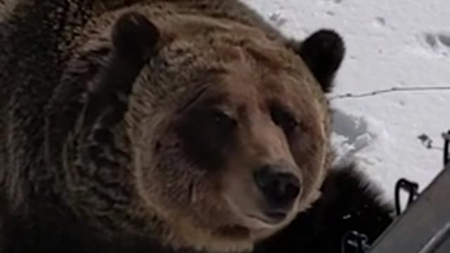 Grizzly bear pops out of winter den for the first time