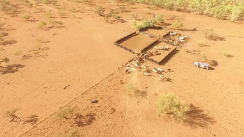 Pilbara Working Dogs