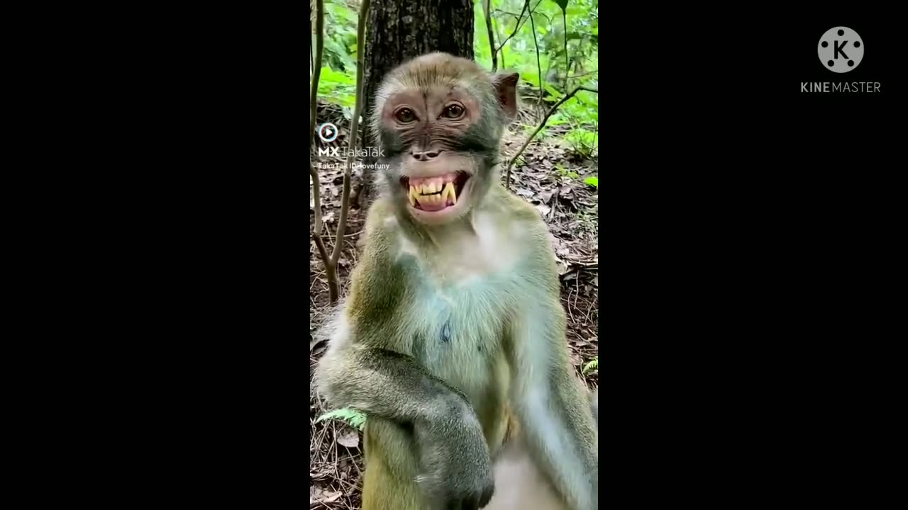 Animals are funny like this?😁😁😁😁