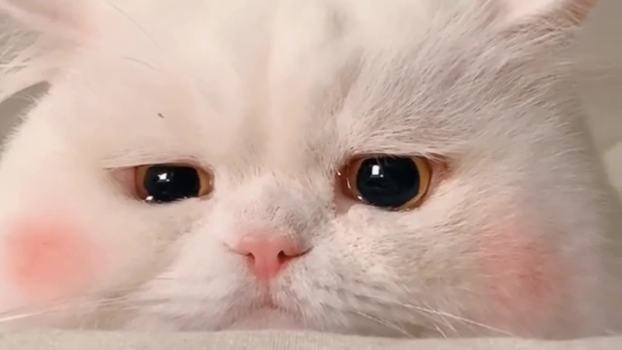 Crying cat and her sadness 🥺💔