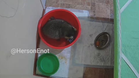 Kherson the racoon washes his shirt