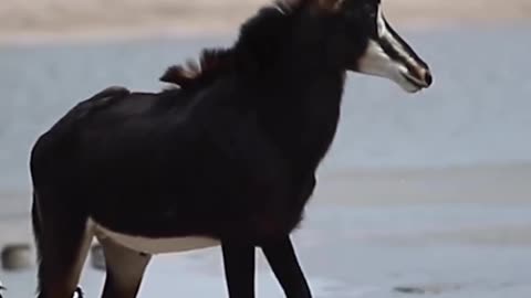 Wildlife's & Funs