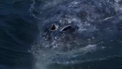 BIG WHALE