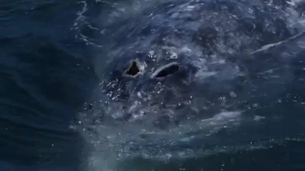 BIG WHALE