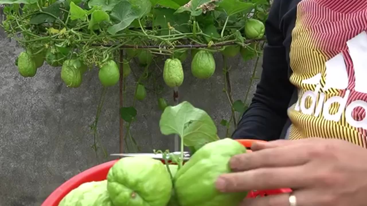 Grow Chayote plants with plentiful results in plastic containers