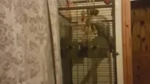 Roxy the parrot singing Blurred lines