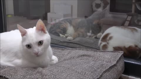 Cat Tries To Get On The Bed Without Waking Other Cat Up