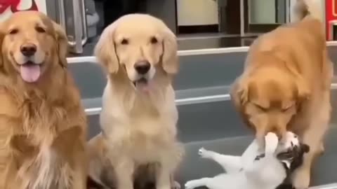 Unlikely friendship dog and cat 🐱🐱
