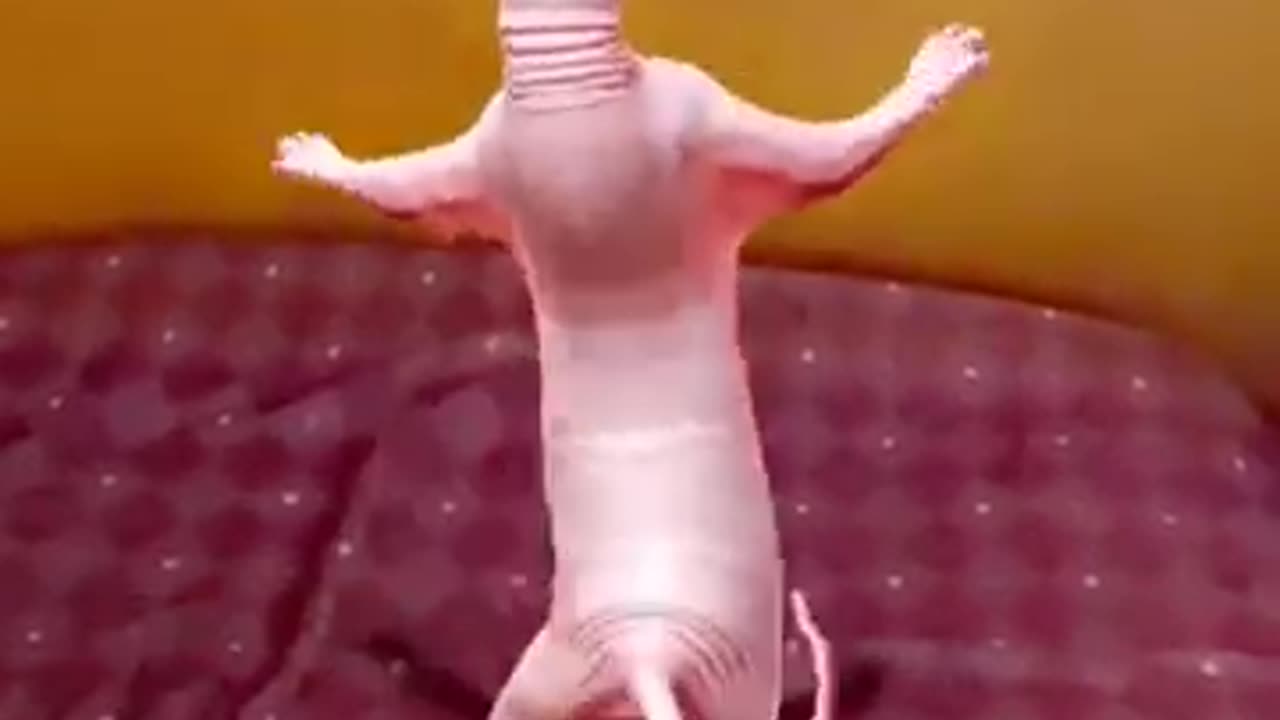 Cat 😺 funny 🤣🤣 dance video 2023