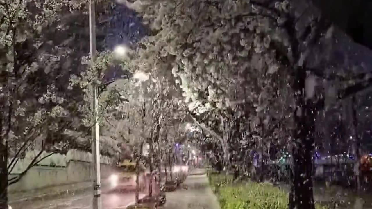 Cherry blossom petals falling like rain, a beautiful video