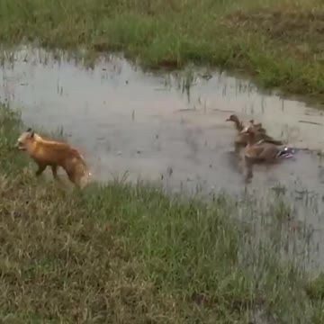 the fox decided to eat!