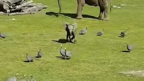 Cute baby elephant 🐘🐘🐘