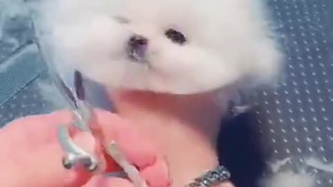 Bichon