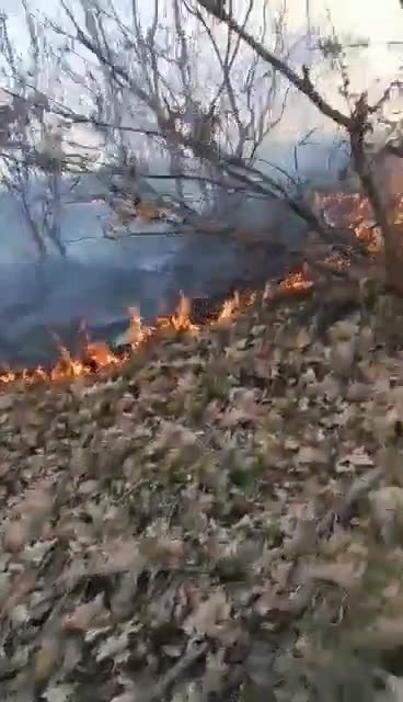 Zjarr në Maliq/ Përfshihet nga flakët një sipërfaqe e madhe toke me shkurre