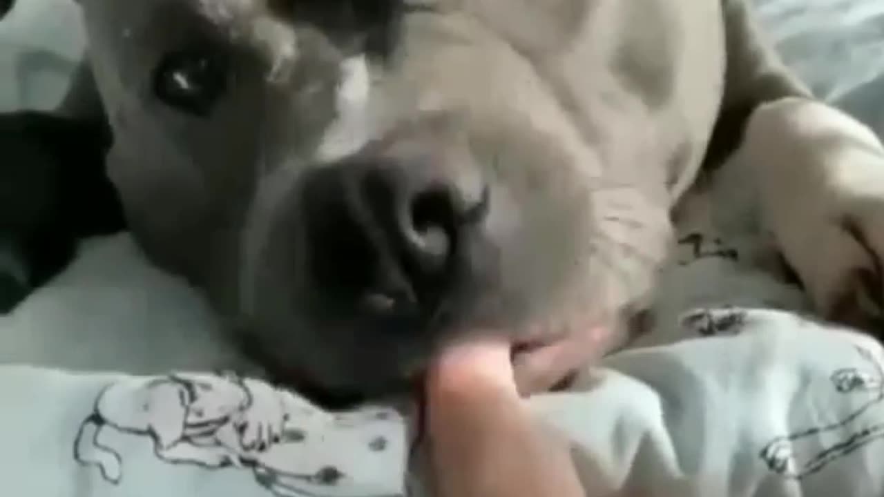 Funniest Dog