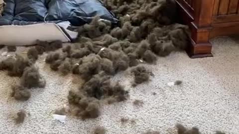 Dog Sits on Bed Guiltily After Tearing up Cushions and Ruining the Room