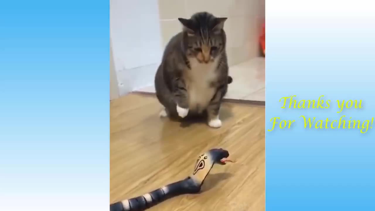 Top Funny Cat Videos of The Weekly - TRY NOT TO LAUGH