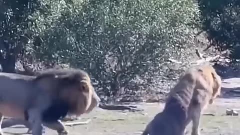 Proud Lion not happy about being saved by this animal