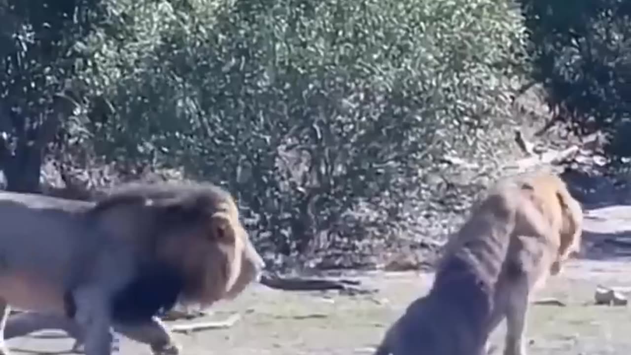 Proud Lion not happy about being saved by this animal