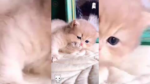 Cute cat 🐱 so beuttifull