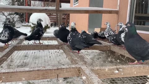 Black Tiger|| Black grizle||Racing Pigeons