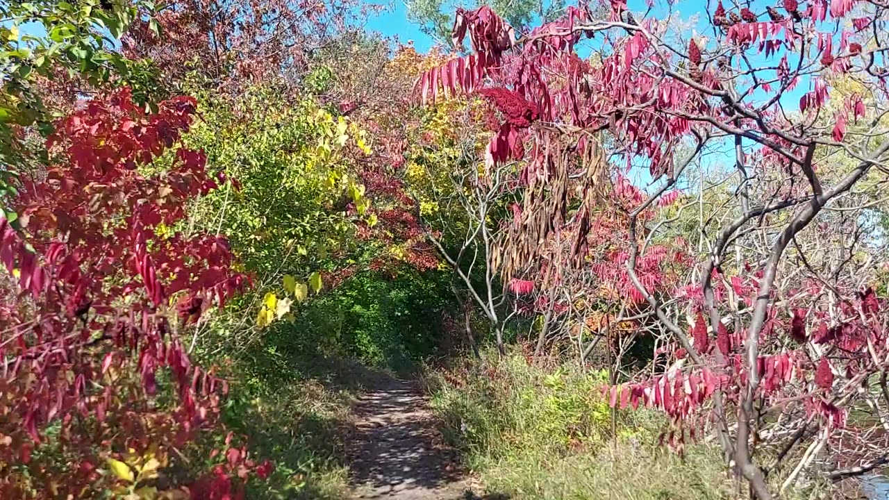 admire the beauty of the landscape during fall in montreal canada