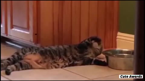 TRY NOT TO LAUGH _ Funny Pet Video Compilation