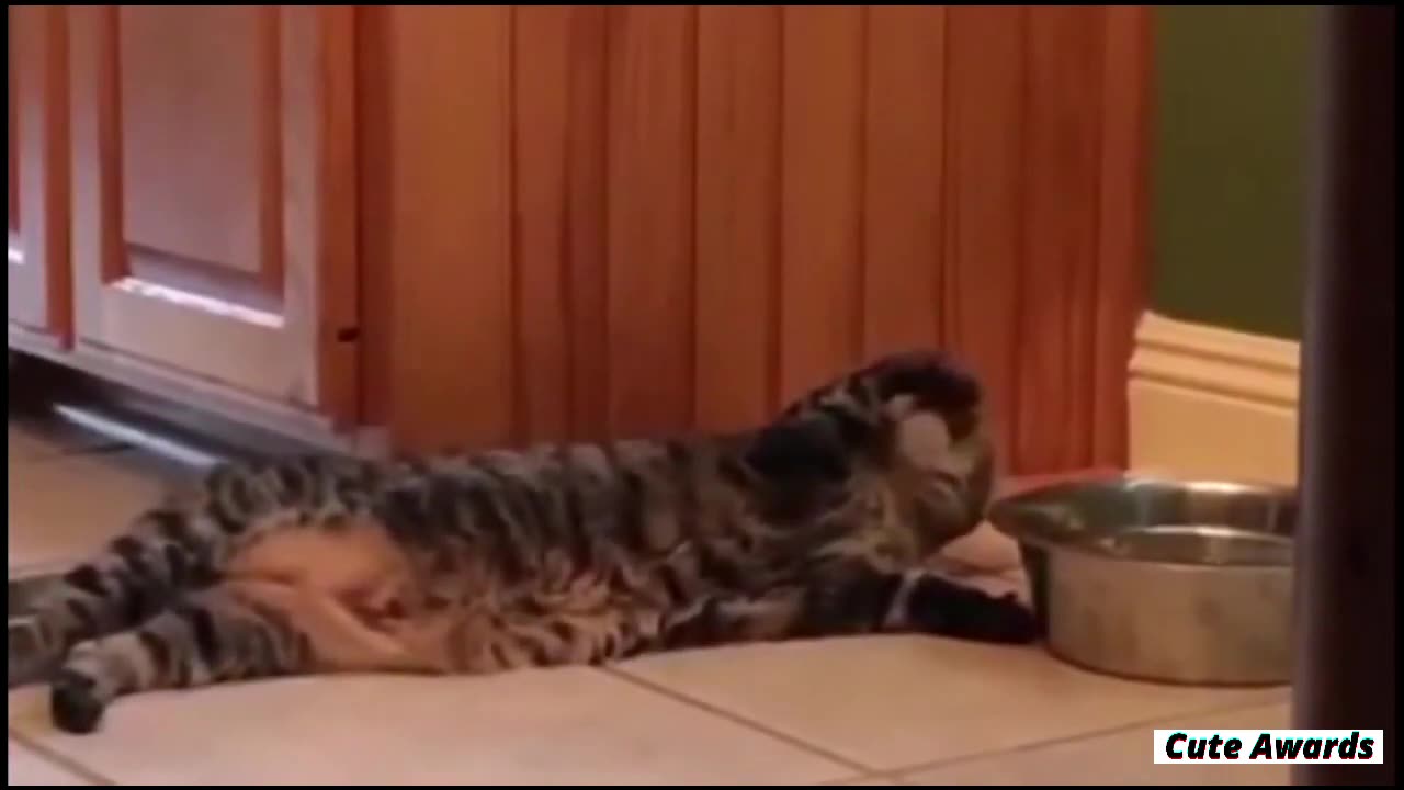 TRY NOT TO LAUGH _ Funny Pet Video Compilation