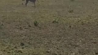 Intelligent deer