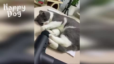 Cute cats and Dogs | Funny video #92