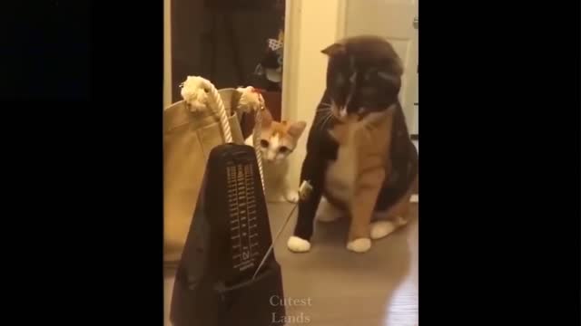 Cute And Funny Pets/Try Not To Laugh To These Pets（8）