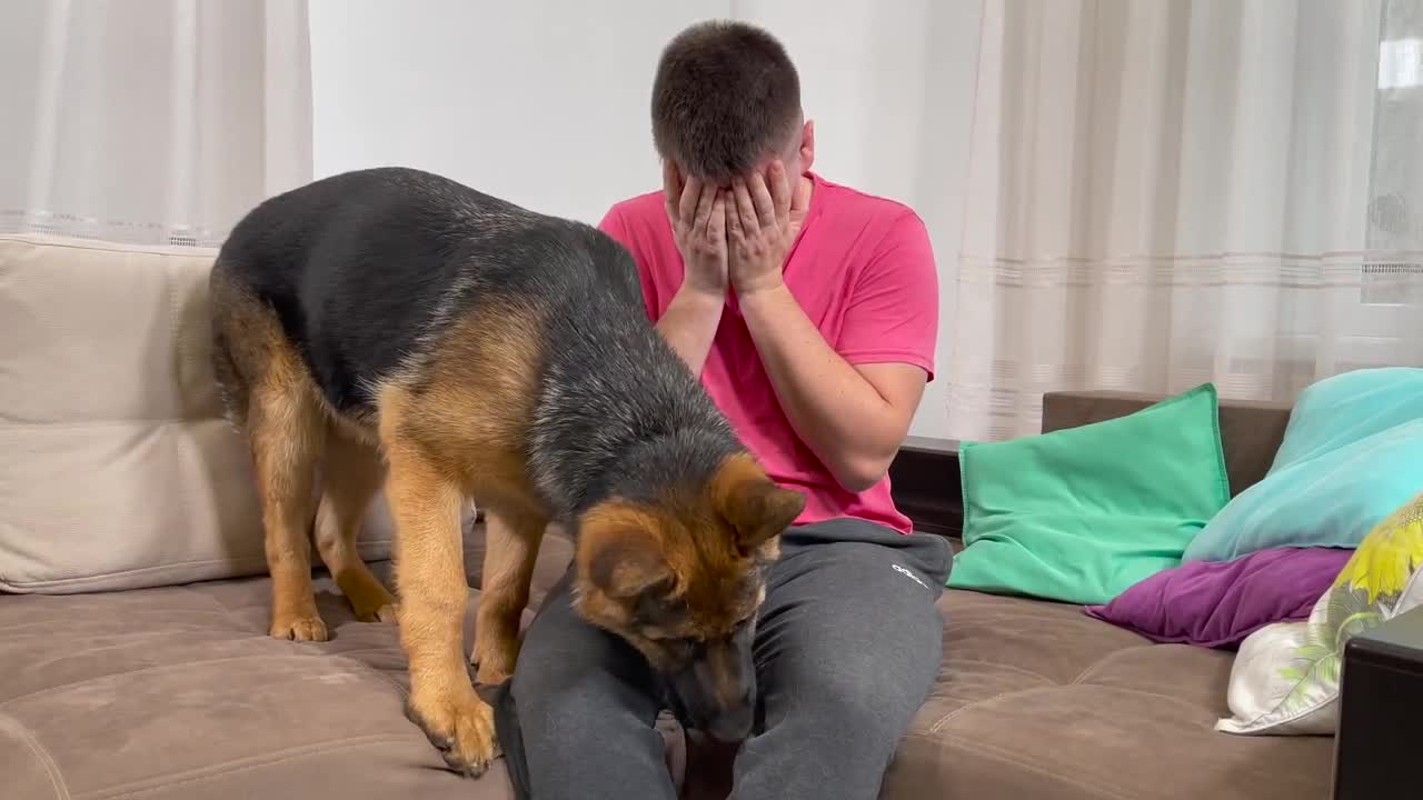 German Shepherd Puppy Reaction to Me Crying