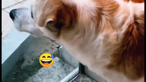 Cat vs dog video #funny shorts