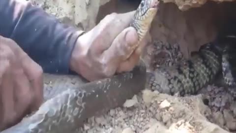 Dangerous work - Digging a cobra nest in the garden