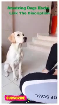 Cute funny dog videos