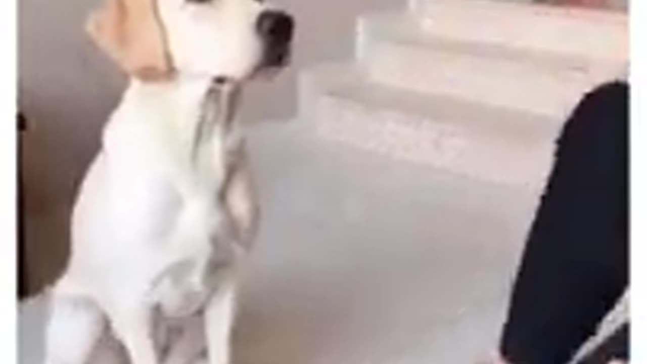 Cute funny dog videos