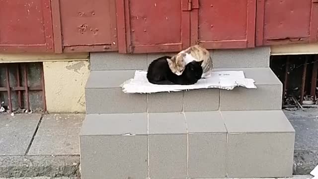 Can you feel the love?