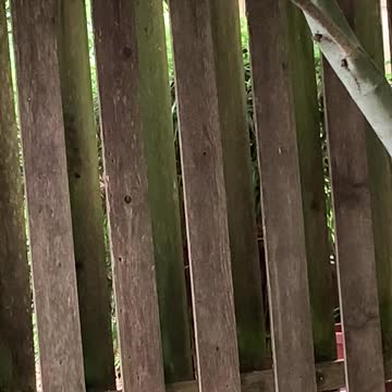 Junco, getting up his courage