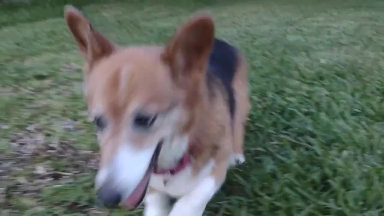 Sydney snooting in the yard