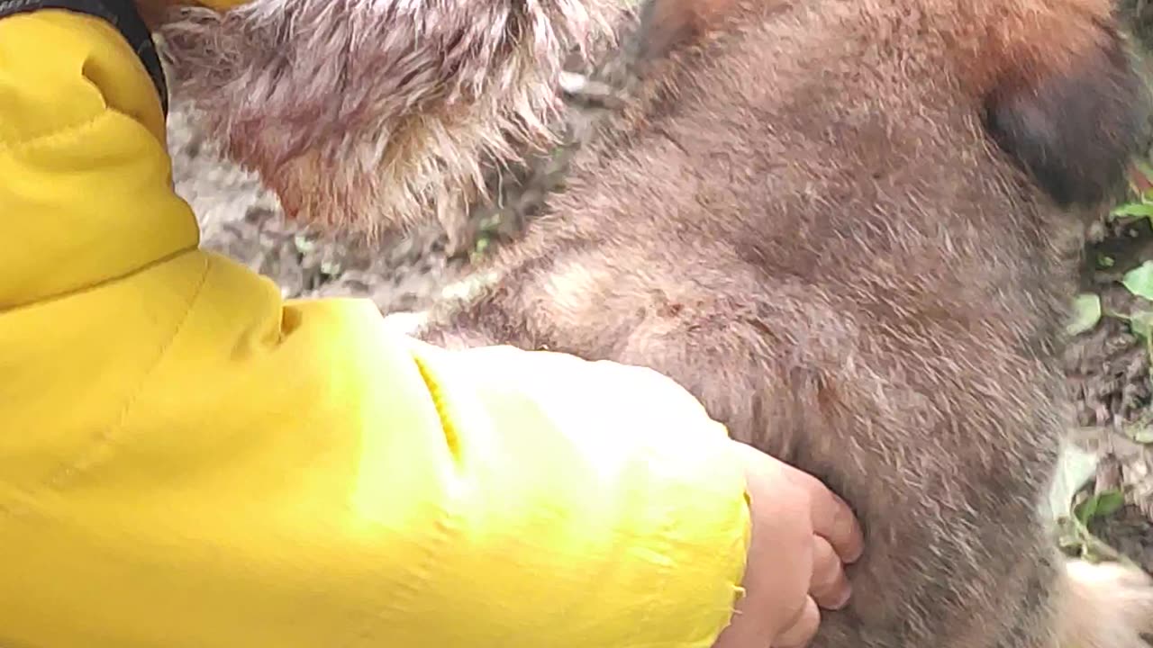 Cute Fatty Puppy playing with baby