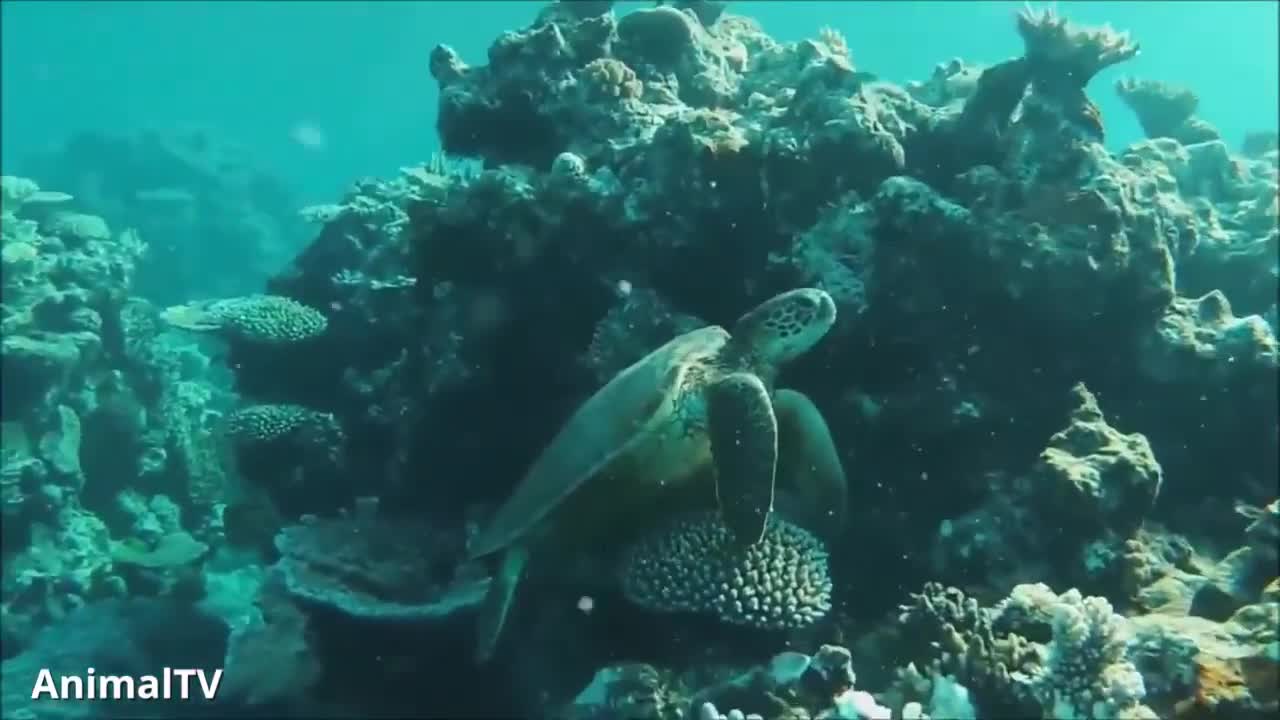 Funny Turtles Making Love | Turtles Making Love Funny Noise