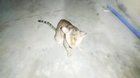 this cat is not my friend but he come here everyday (part)2/stray cats & kittens