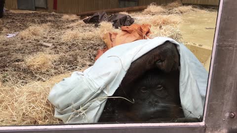 This orang-utan felt like sitting in a corner with her blank...