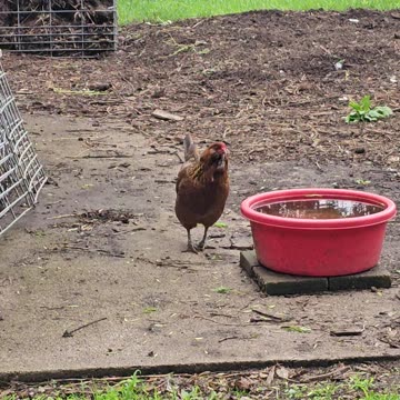 OMC! Brownie is the SWEETEST Chicken I've ever seen! #brownie #easteregger #hens #sweetest #shorts