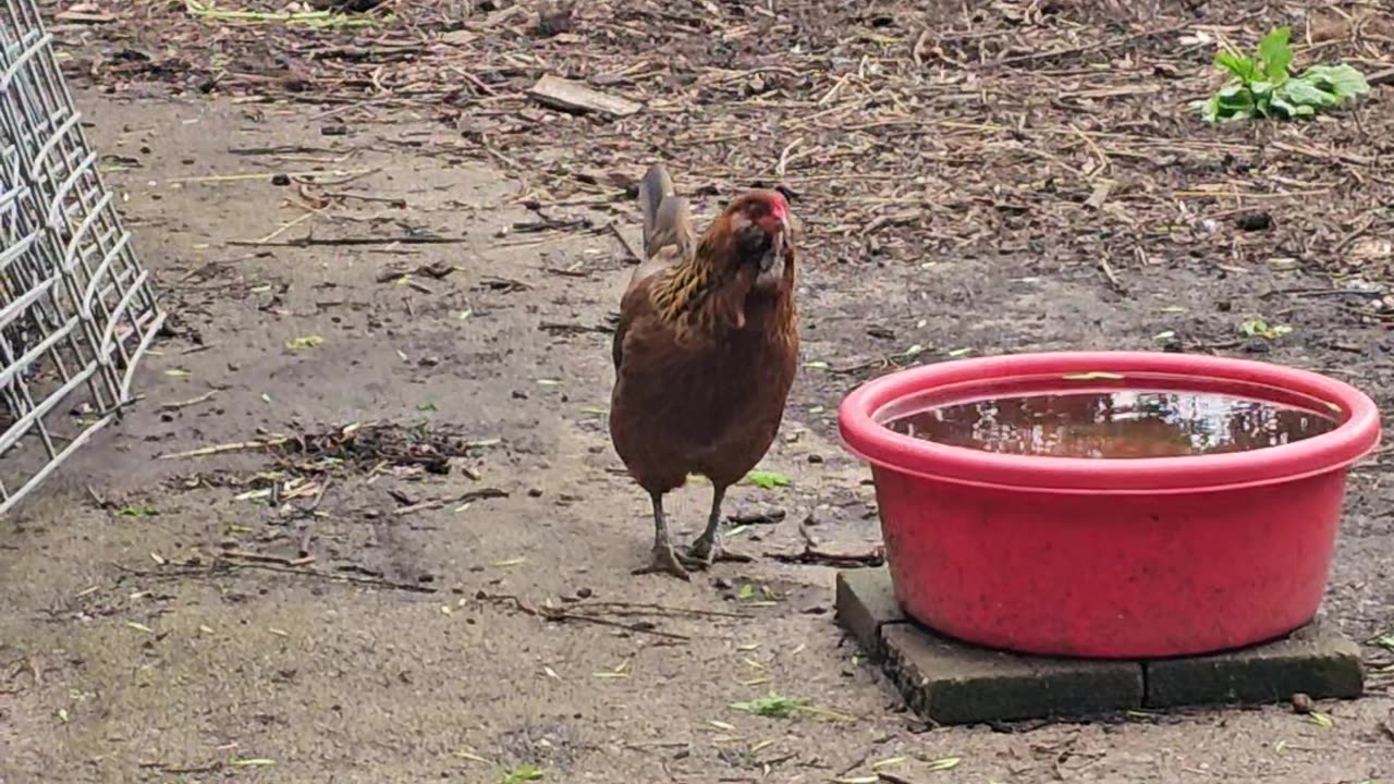 OMC! Brownie is the SWEETEST Chicken I've ever seen! #brownie #easteregger #hens #sweetest #shorts