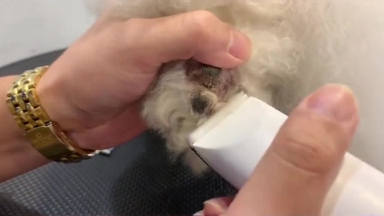 How To Trim Dog's Hair Between Toes _ Dog Grooming _ Puppy Grooming