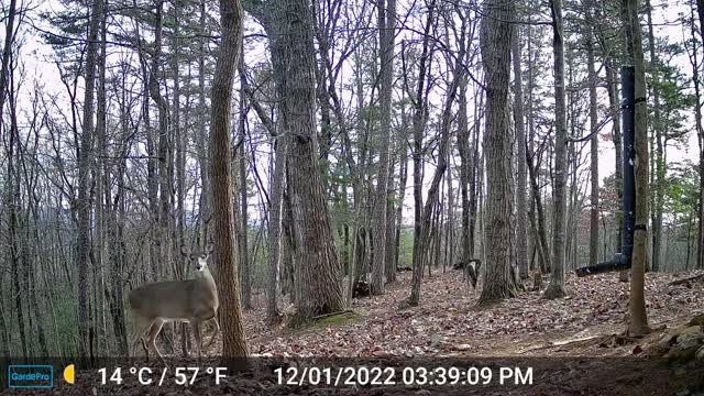 The Woods – 12/02/2022