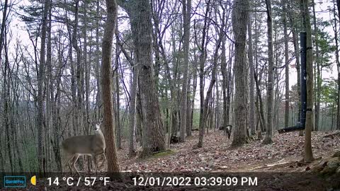 The Woods – 12/02/2022