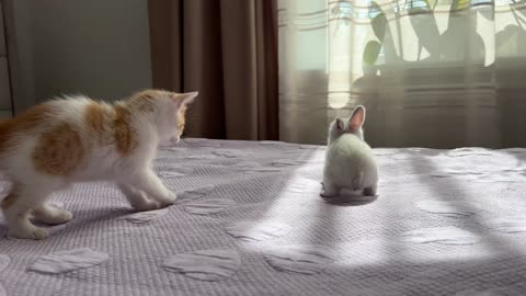 Cute Tiny Kitten Reacts to Baby Bunny