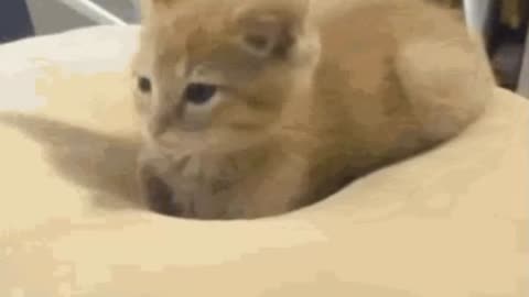Cute Cat Gif